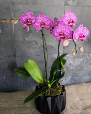 Orchid Doppia Rapina