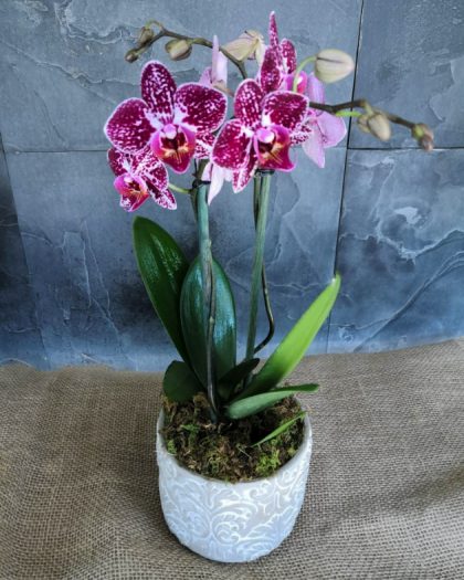 Orchid Mini Dimora