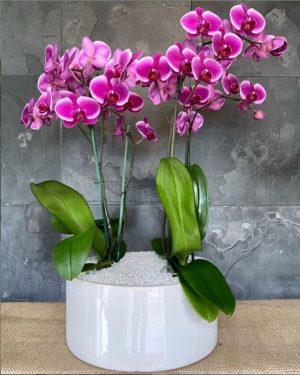 Orchid  Quadruplicare