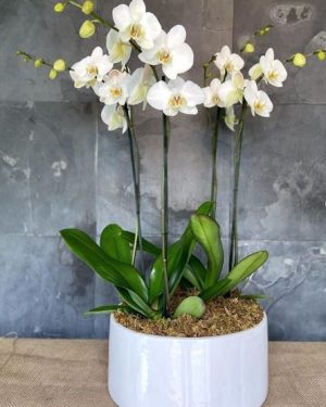 Orchid  Quadruplicare bianca